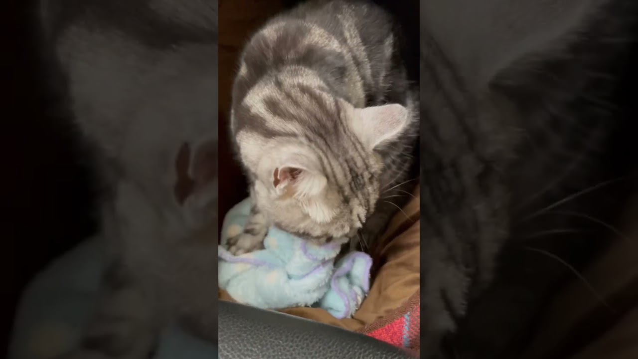 アメリカンショートヘアのふみふみ #アメショ #shorts