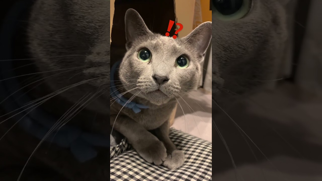 このあとびっくりします🫢#shorts #ねこ #ロシアンブルー #cat #russianblue