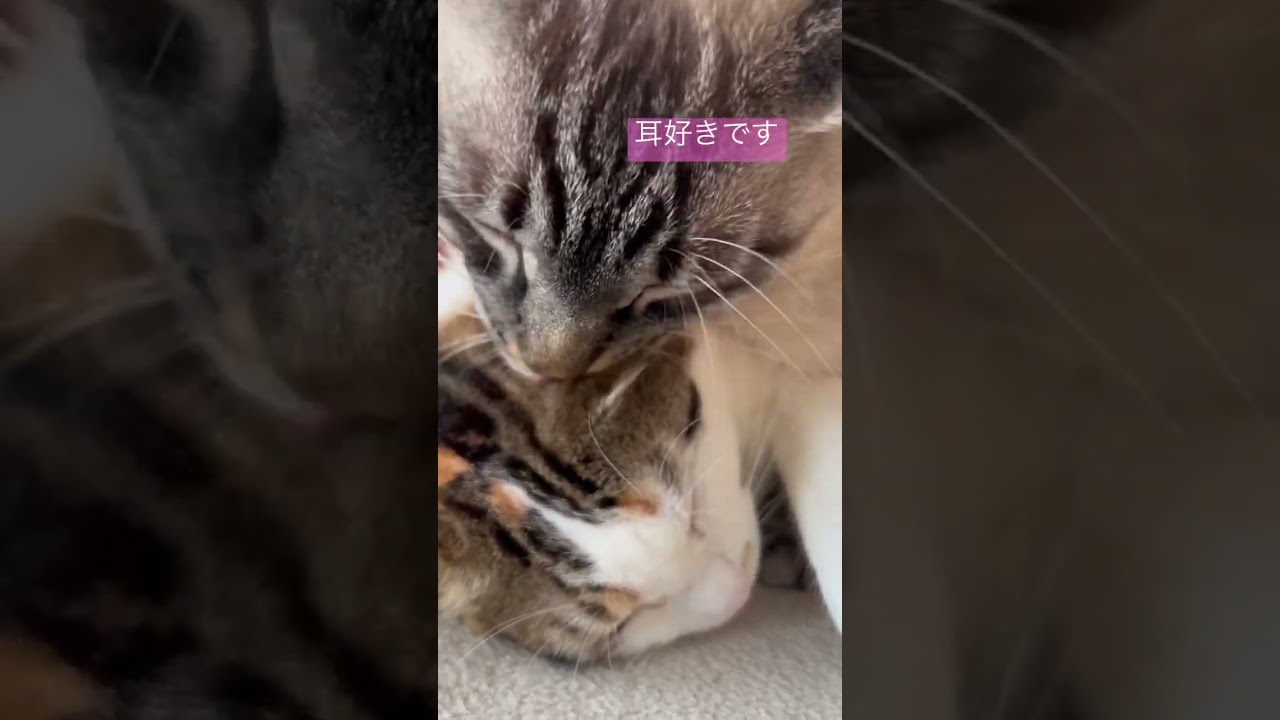 耳好きな猫#shorts #シャムトラミックス #三毛猫 #猫