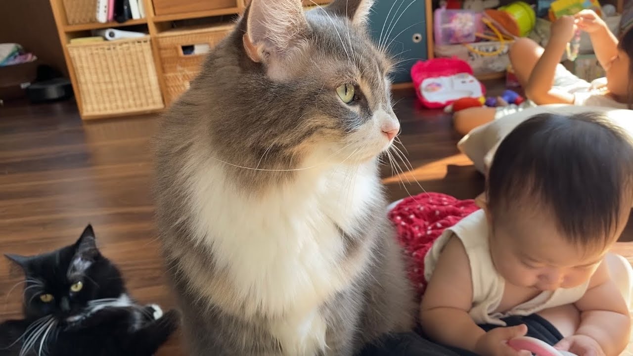 お腹上を静かに取り合う猫　ノルウェージャンフォレストキャットA cat that quietly scrambles for a place. Norwegian Forest Cat.