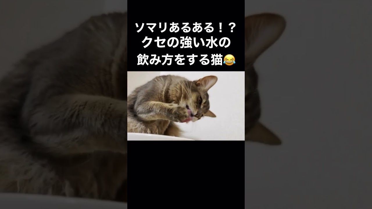 【ソマリ】クセの強い水の飲み方をする猫はこちら　#shorts