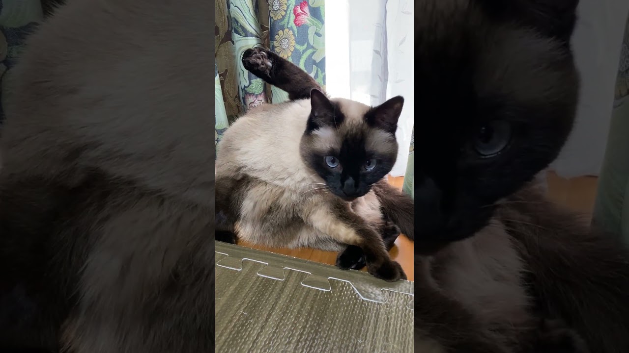 【2023.03.11】今日のシャム猫のふくさん（音無し）【たぬき猫】 #Shorts