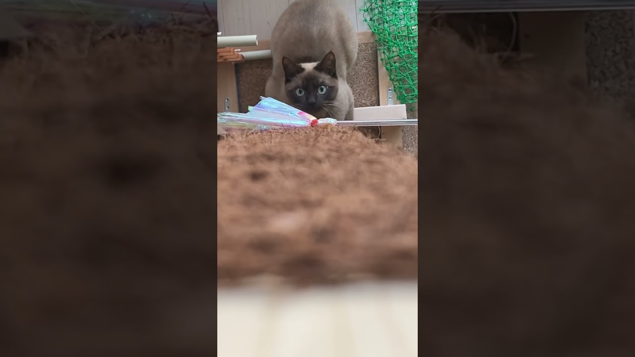 トンキニーズ 【登る】