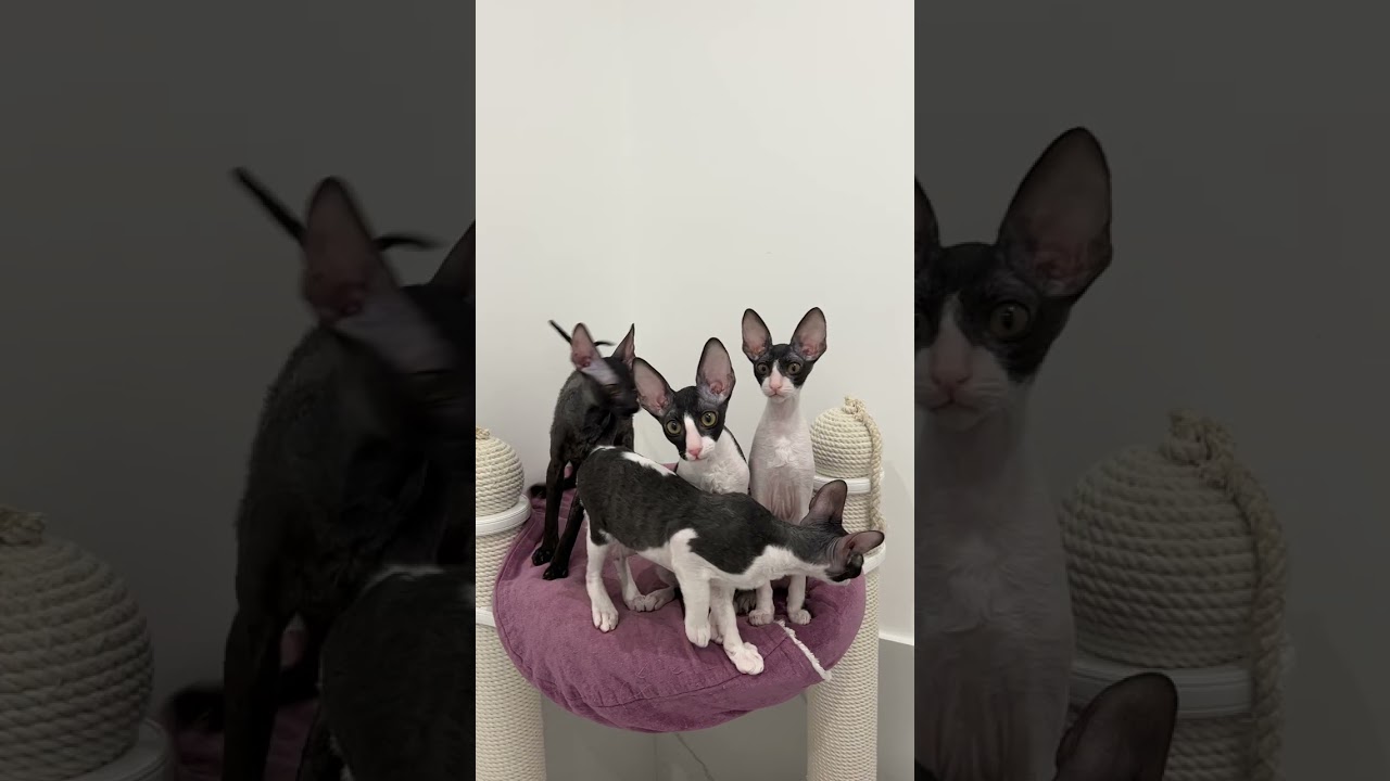 Котята породы Корниш Рекс