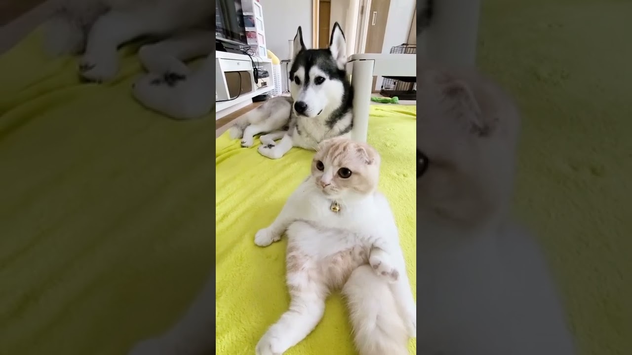急に地震がその時子猫とハスキー犬は…