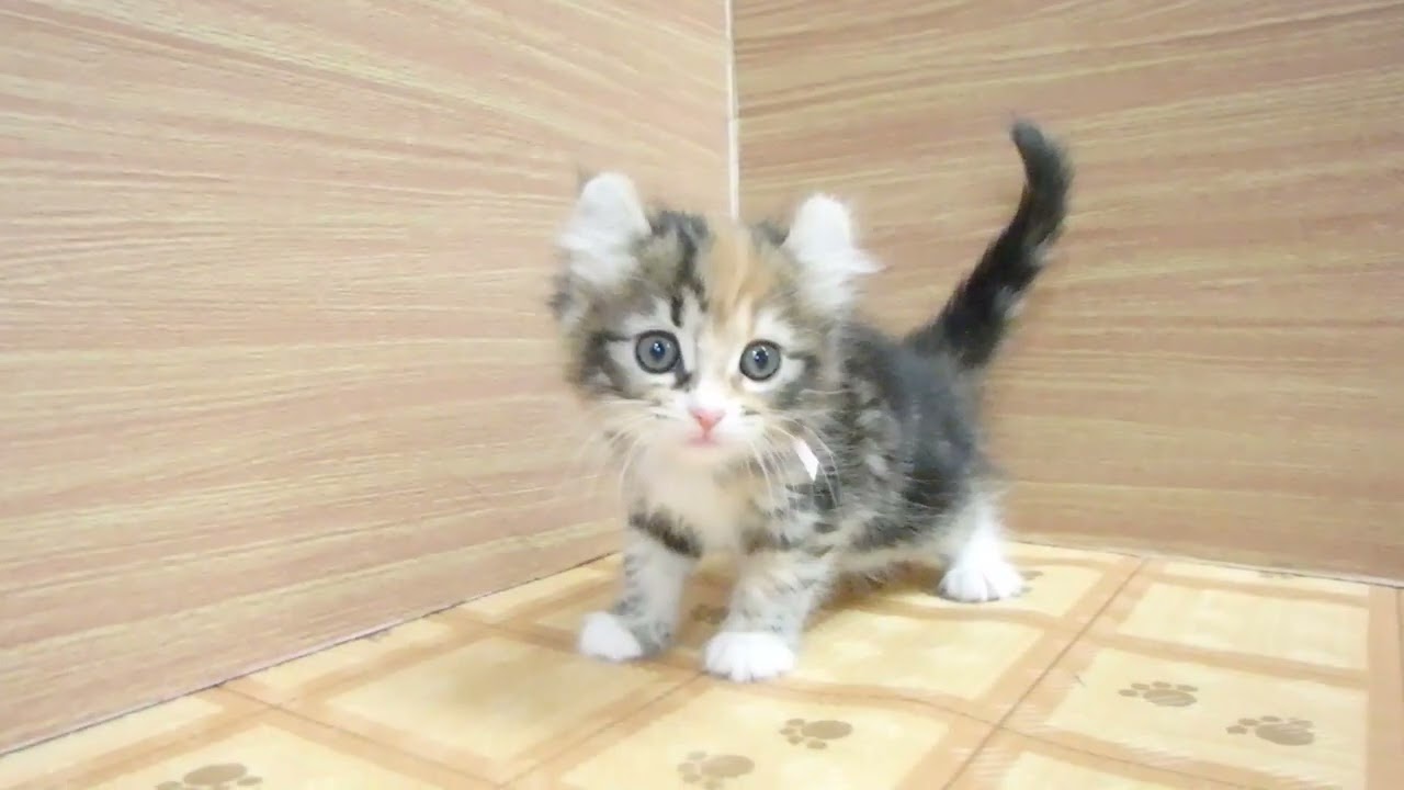 ペットショップcoo&riku No.00624189 アメリカンカール