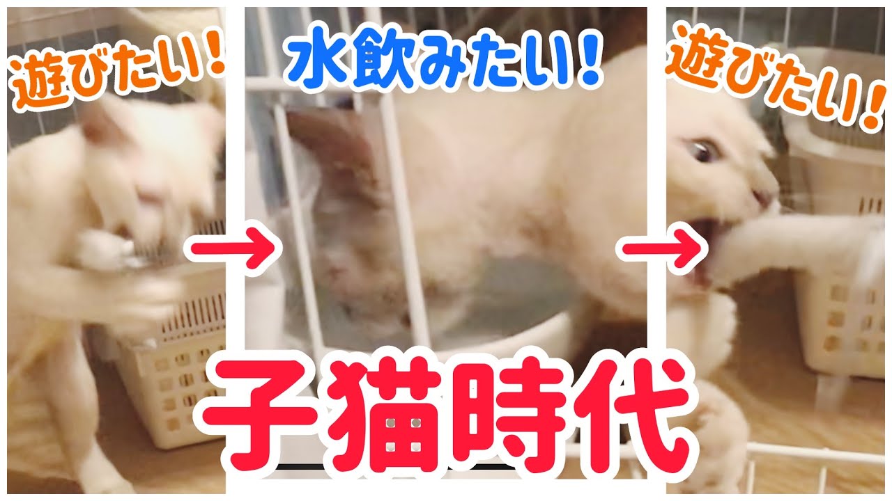 【子猫時代】遊びたい！でも水も飲みたい！！【トンキニーズ】The cat wants to be idle and wants to drink the water, too!