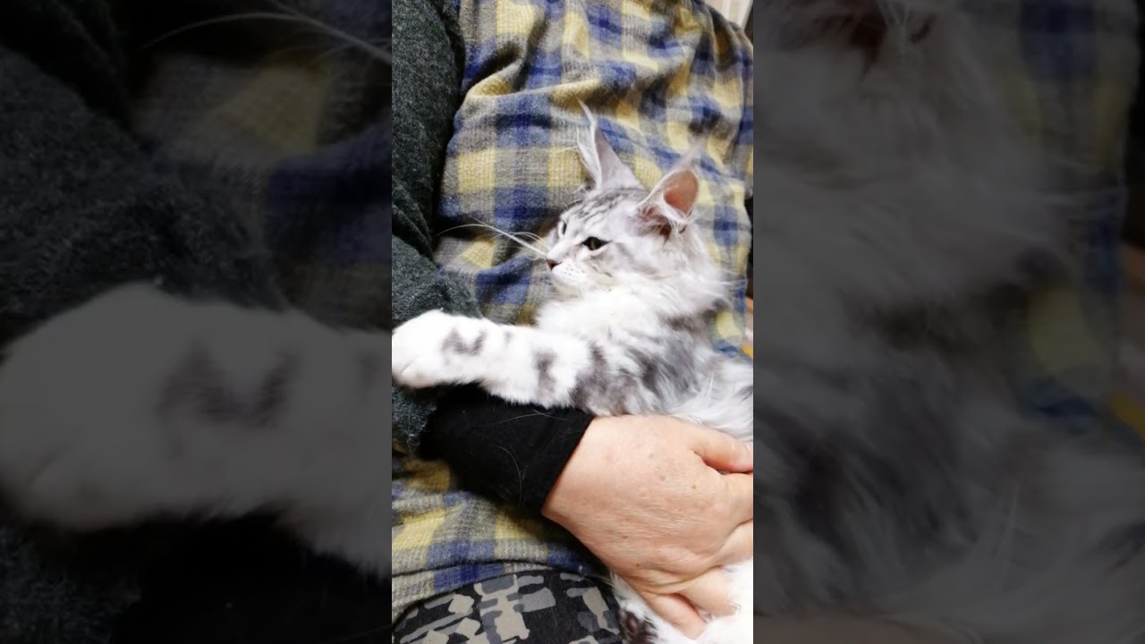 飛び立ったメインクーン子猫イナちゃん