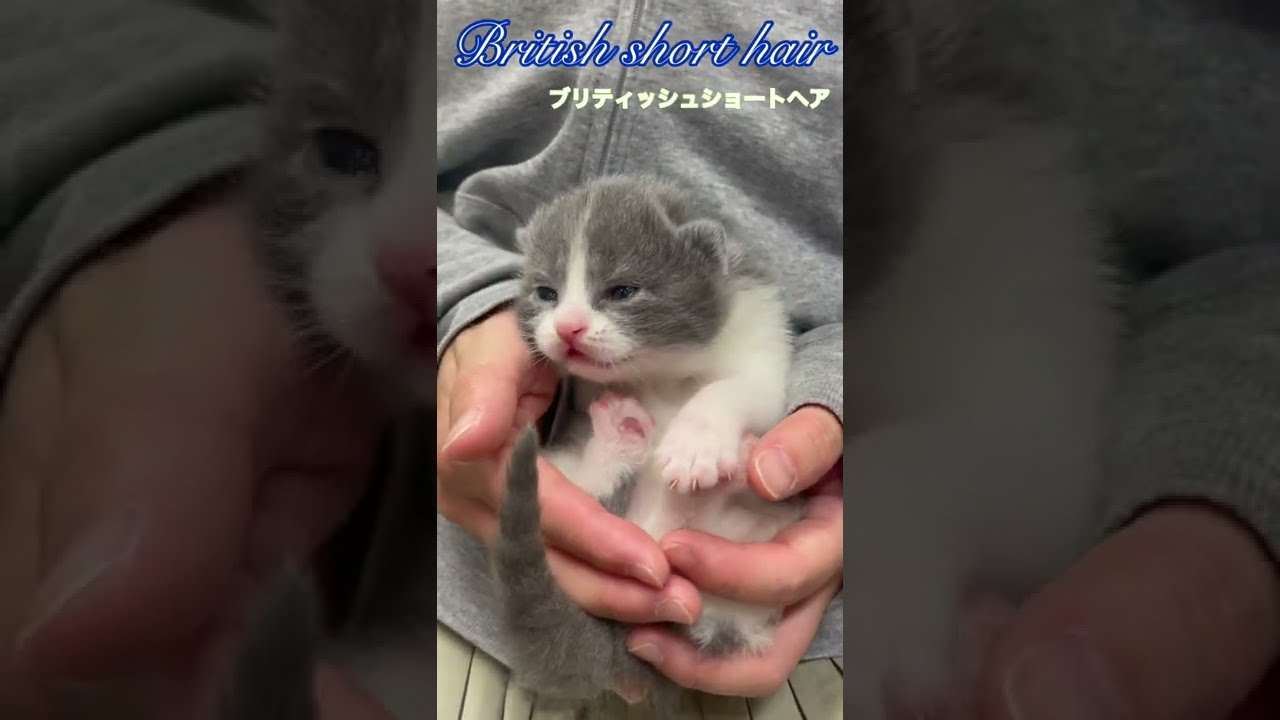 【ブリティッシュショートヘア子猫】ベイビーたち【kitten】#shorts