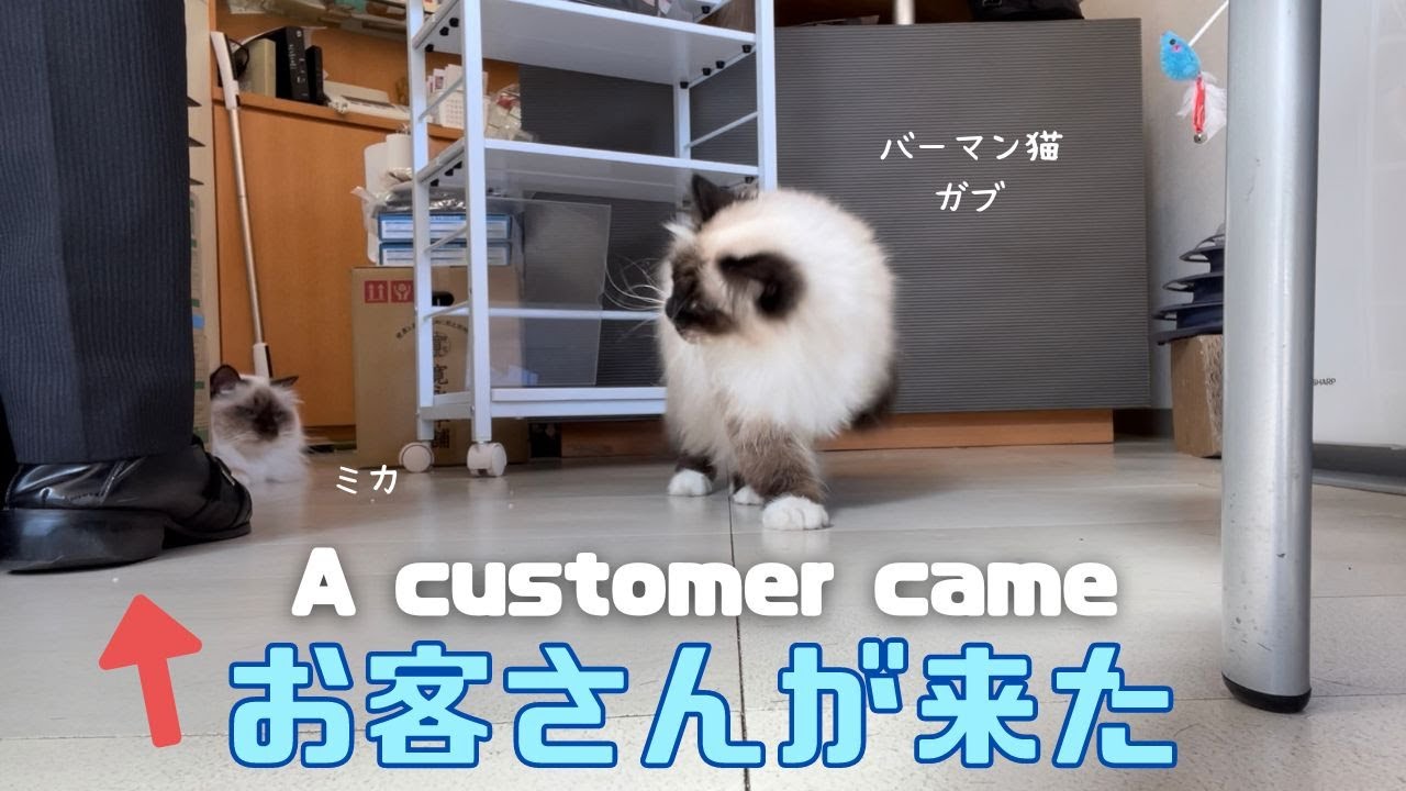 バーマン猫ガブとミカ【お客さんが来た】A customer came（バーマン猫）Birman/Cat