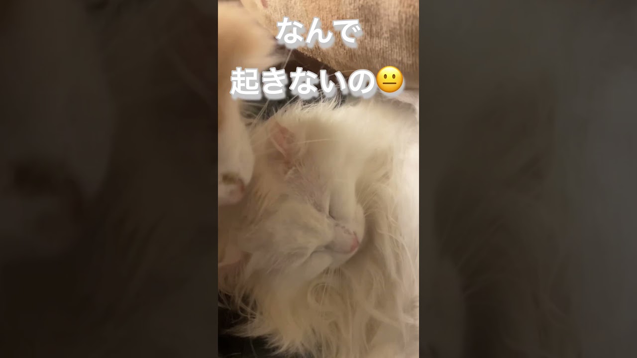 何しても起きない猫#short#shorts #アメリカンカール #ノルウェージャンフォレストキャット#猫