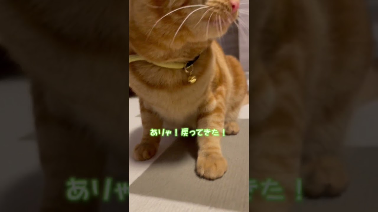 本能剥き出しな猫🐱 #保護猫 #ねこのいる生活 #多頭飼い #ねこ #猫 #猫好きさんと繋がりたい #アメリカンショートヘア #アメリカンカール #猫歯磨き