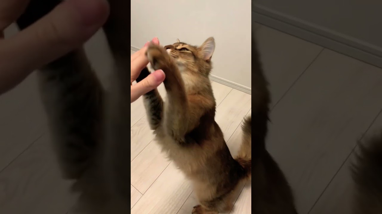 ハイタッチ練習中猫 #ソマリ #いやしねこ #しっぽ吸い