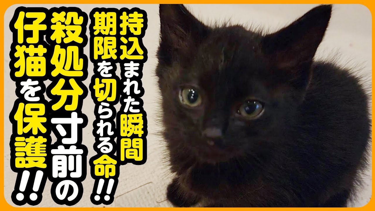 【子猫保護】命の期限はたったの数日...殺処分寸前の子猫を保護しました