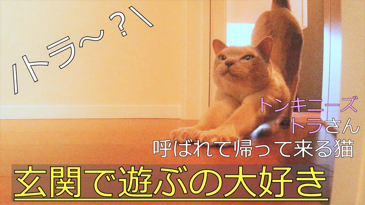 【まったり】【ロシアンブルー×トンキニーズ】玄関と家の中を何回も往復する猫兄弟（＃34）