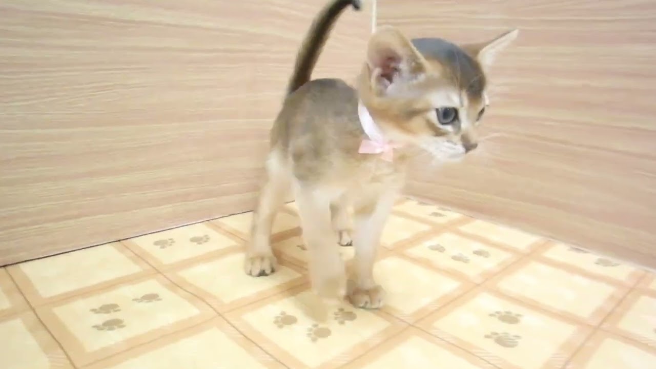 Coo&RIKU　No00623011 アビシニアン