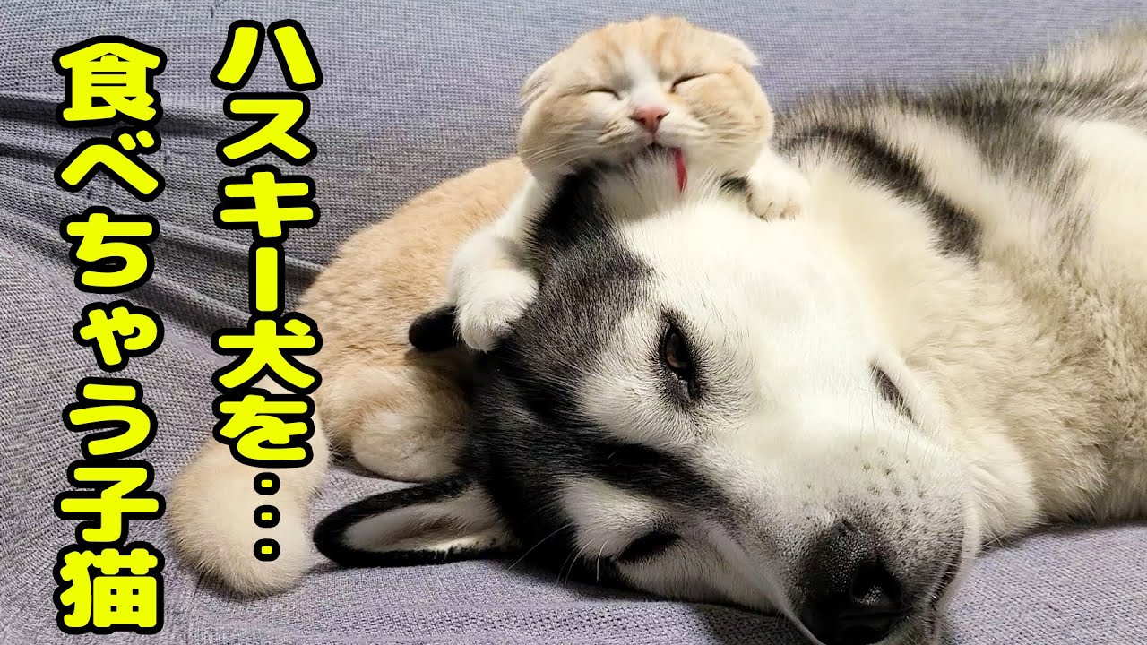 ハスキー犬のことが大好きすぎて食べちゃう子猫がこちら...笑