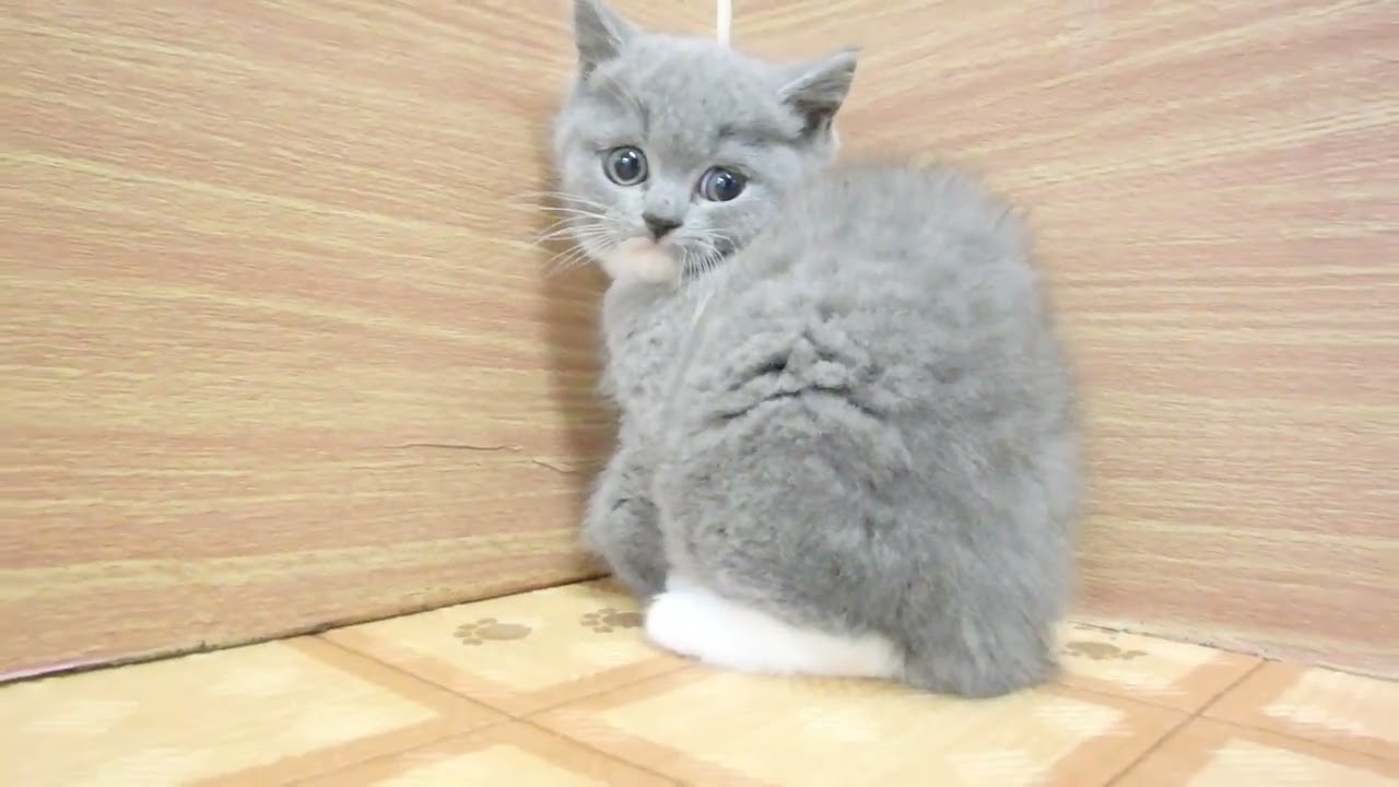 ペットショップcoo&riku No.00624913 ブリティッシュショートヘアー