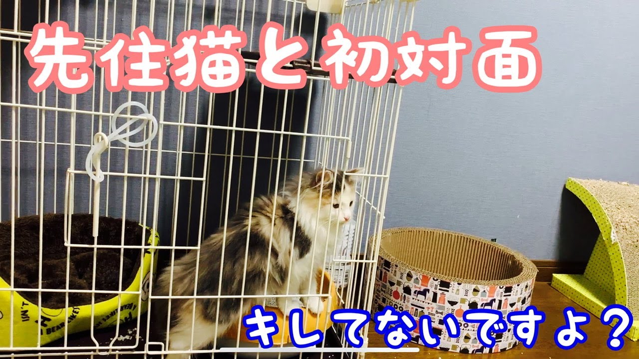 先住猫との初対面【ノルウェージャンフォレストキャット】#3