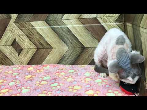 ペットショップCoo&RIKU　スフィンクス　No.00500606