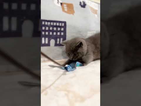 ブリティッシュショートヘア ブルーの男の子。