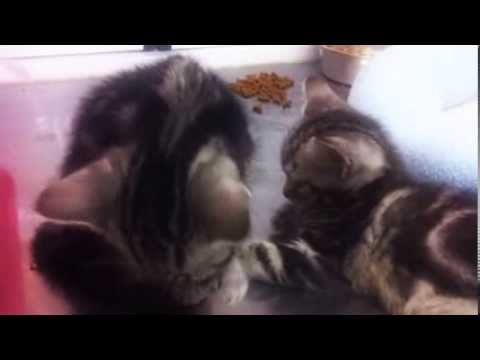 世界の猫図鑑:48 types of cat in the world　part1