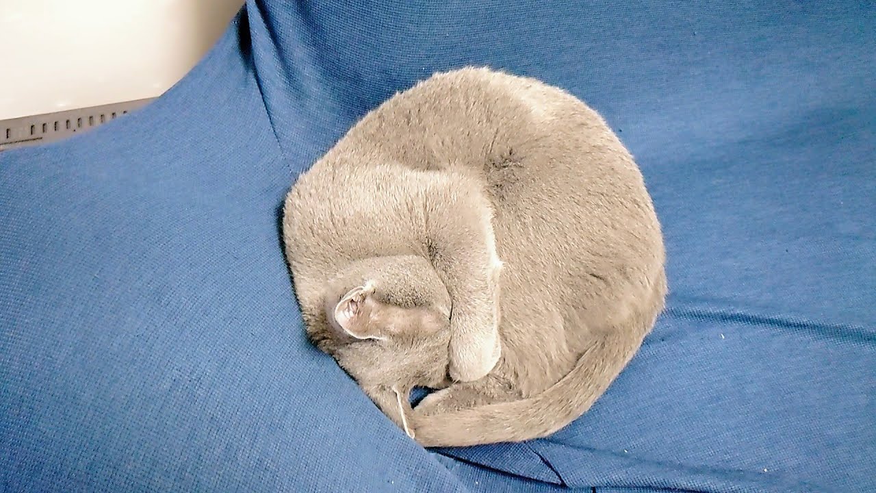 【猫動画】見事なアンモニャイトで眠るロシアンブルー【russianbule】Russian Blue Sleeping in Amazing Ammonite