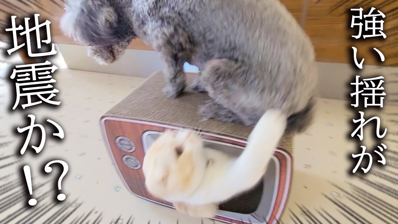 地震だと思ったら犬が揺らしてた時の子猫の反応がこちら...笑