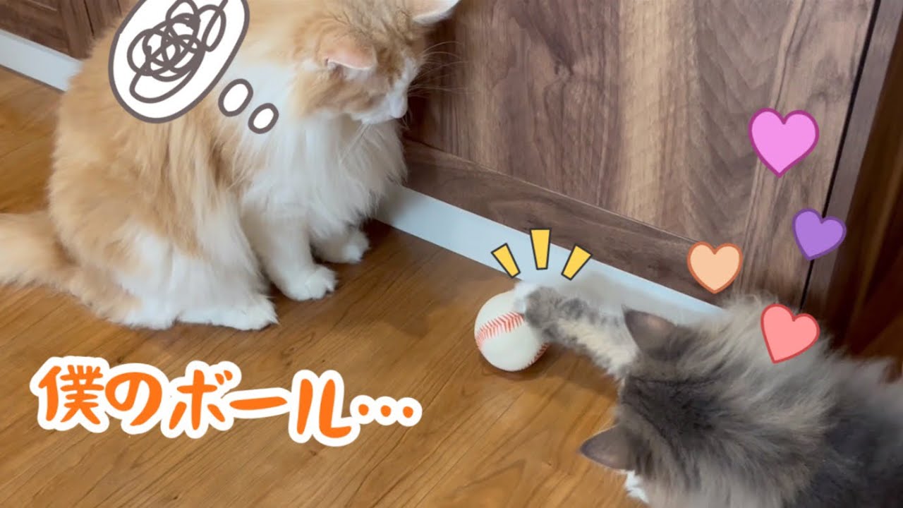 【猫キック！】ボール大好きノルウェージャンフォレストキャット❤️
