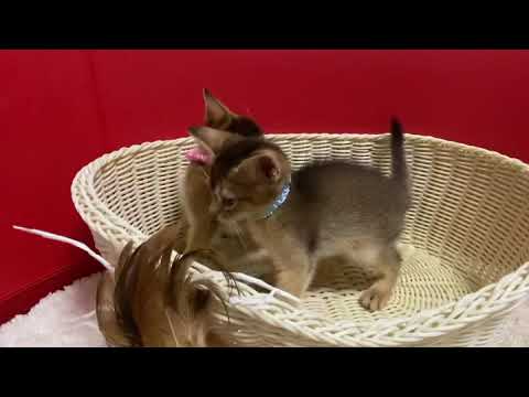 アビシニアンルディの子猫兄妹☆＜2021/5/14産まれ＞