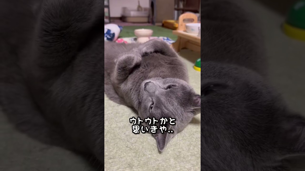 【ロシアンブルー】めろん久しぶりのヘソ天🤭からの・・【猫】#shorts