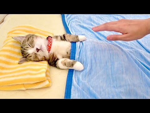 朝ごはんの時間なのに、子猫が全く目をあけてくれません...。【絶ッ対に起きない猫が超可愛い】
