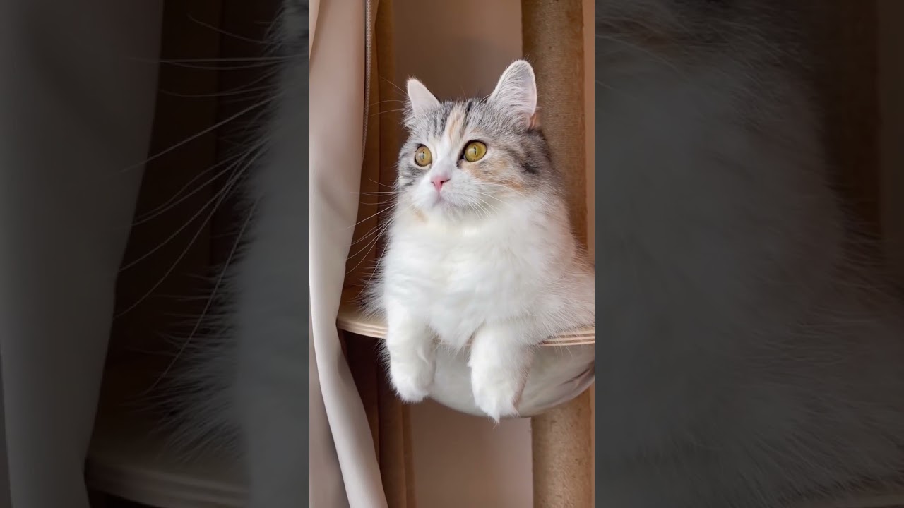 うまれて初めての雪❄️ #cat #cutecat #子猫 #猫 #癒し #スコティッシュフォールド