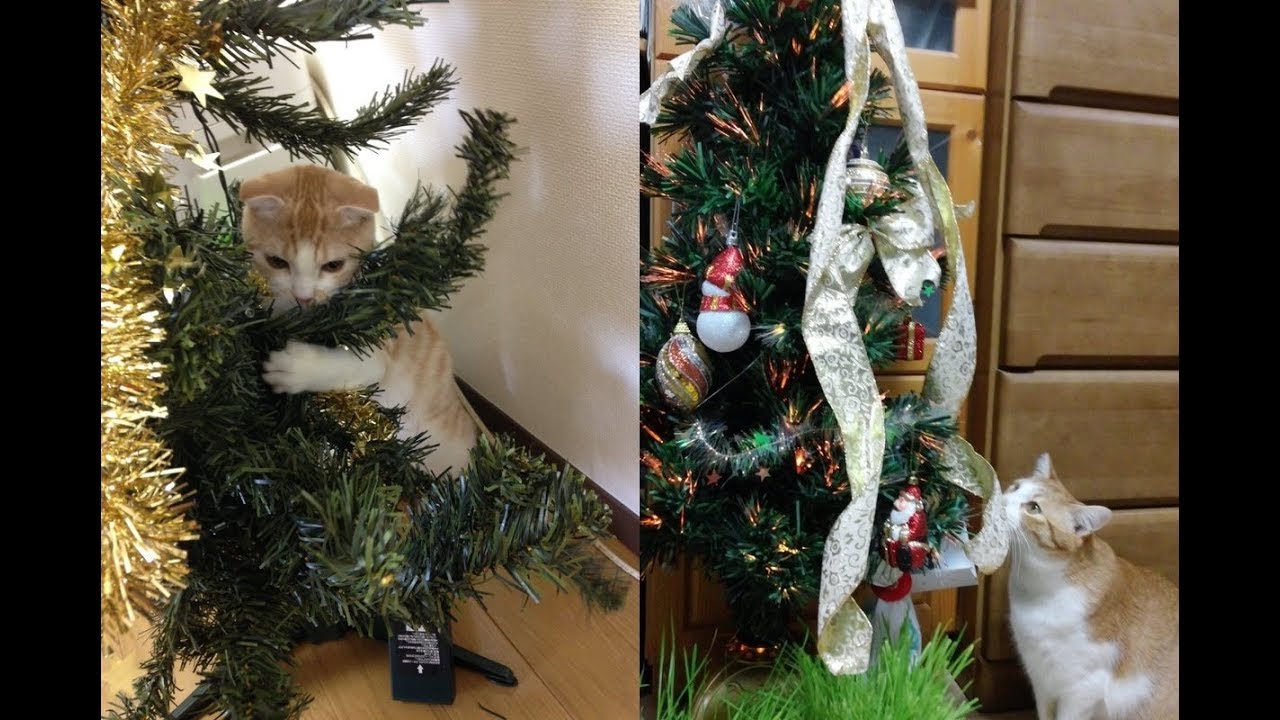 猫ちゃんはクリスマスツリーが大好きな模様♡～Cats like love Christmas tree.