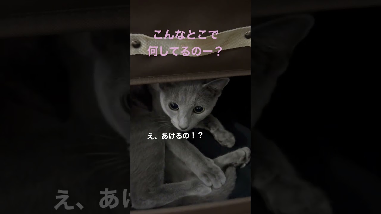 何でそんなところに収まってるの？？ w　　#Shorts #ロシアンブルー　#ねこ　#ねこ動画　#cat #猫　#Russianblue