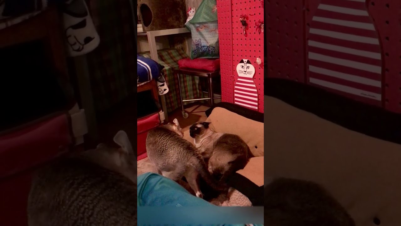 かまって欲しいシンガプーラとかまわれたくないたぬき猫なのにゃ♪