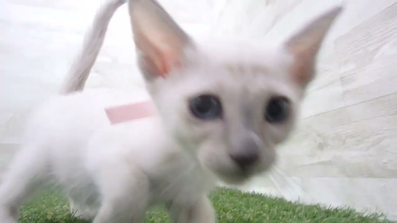 ペットショップcoo&riku No.00624320 トンキニーズ