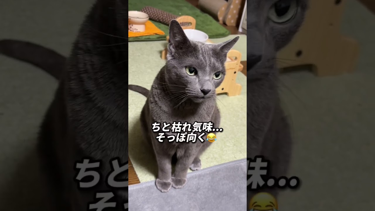 【ロシアンブルー】今朝のめろん、おねだり絶好調🥳【猫】#shorts
