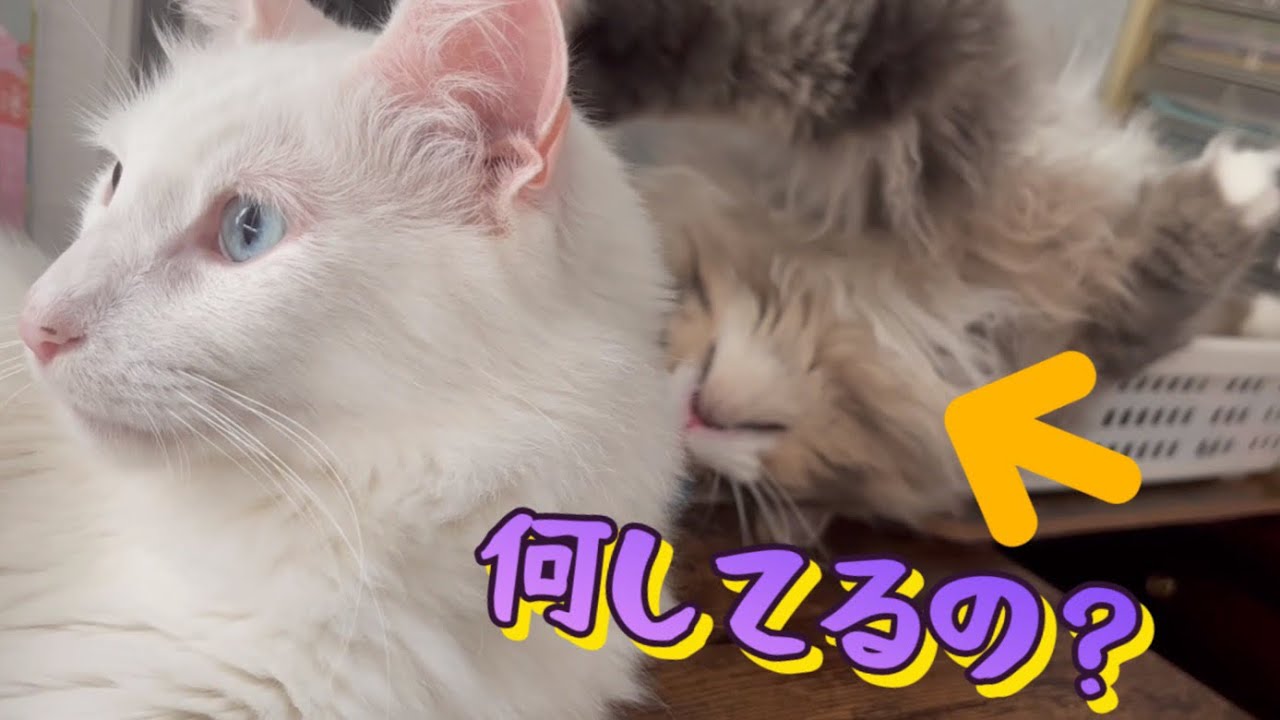 【猫あるある】仕事の邪魔をしに来るターキッシュアンゴラと、遊びたいだけのノルウェージャンフォレストキャットwww