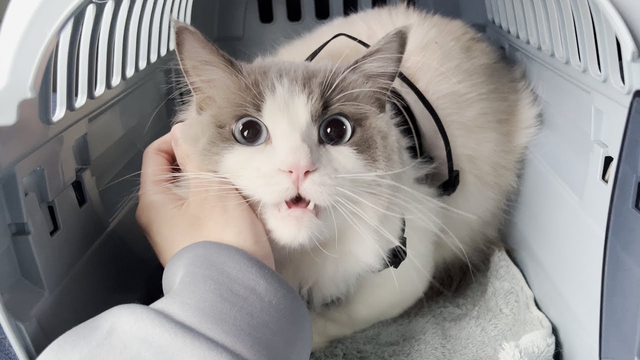 ラグドール猫の歩き方がおかしいので病院で診てもらいました。