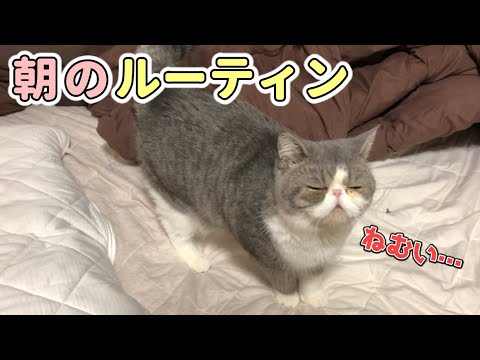 【朝活】猫のモーニングルーティン【エキゾチックショートヘア】