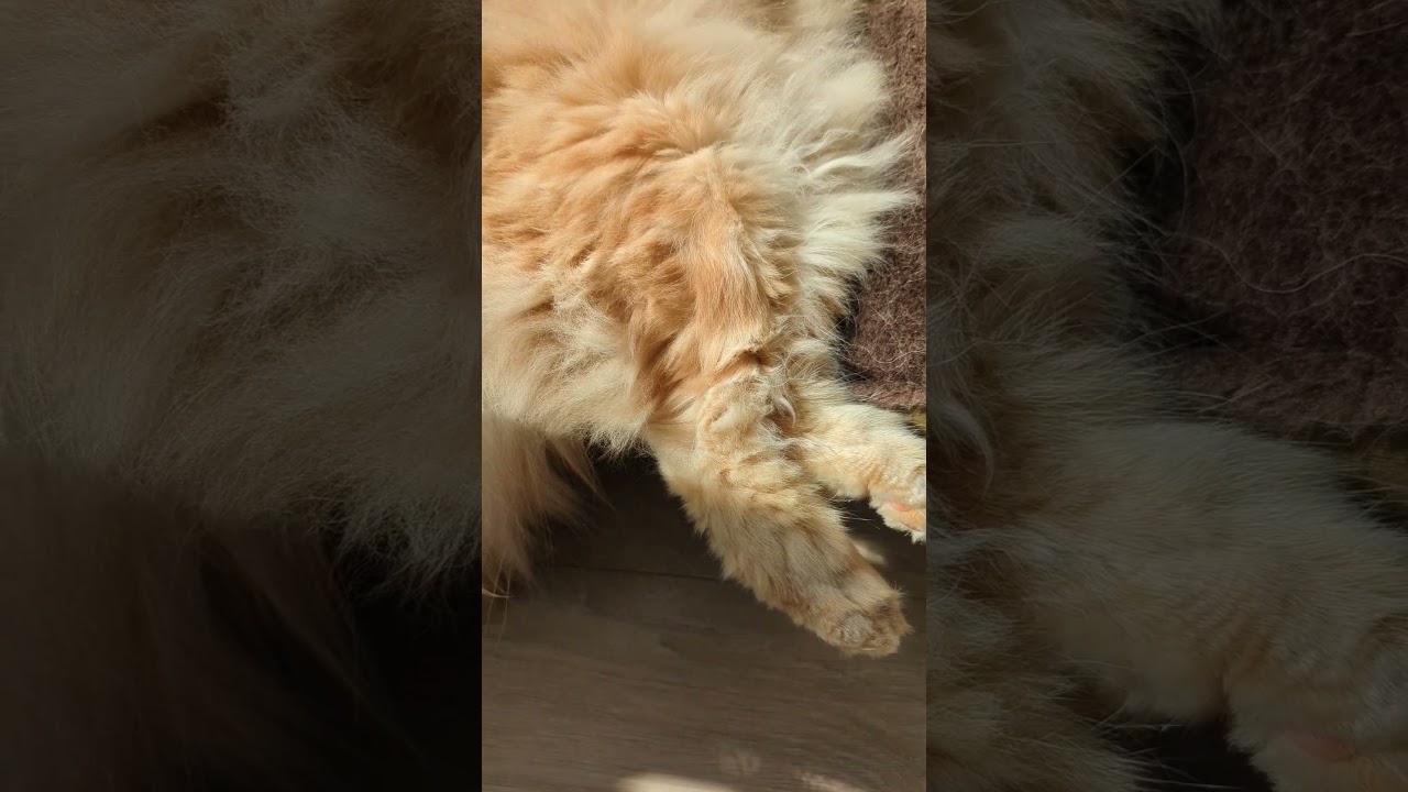 寝起きの猫 #猫 #cat #サイベリアン #siberian #もふもふ #shorts #short