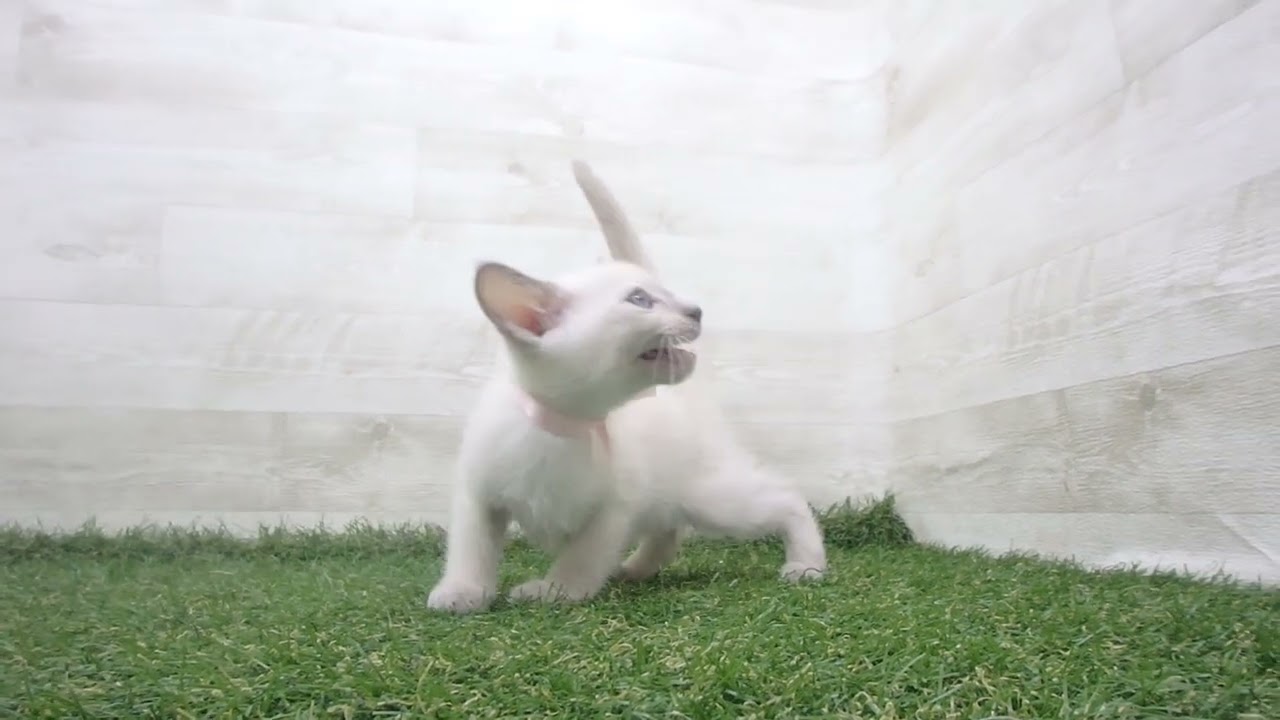 ペットショップcoo&riku No.00624321 トンキニーズ