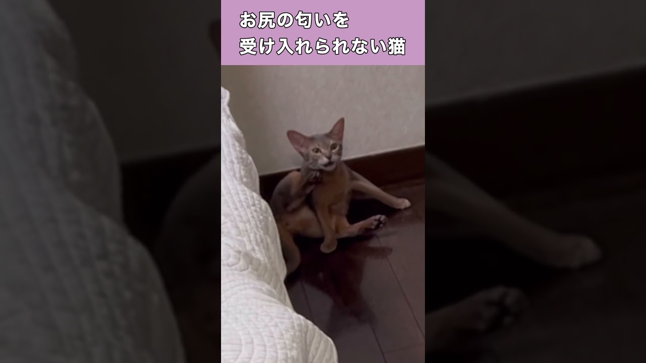 そんなにお尻臭いの？【フレーメン反応】 #shorts  #アビシニアン #フレーメン反応