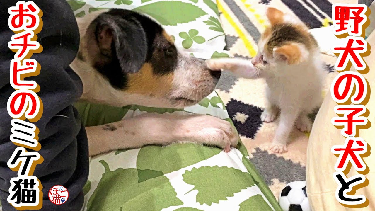 【子猫　子犬　保護犬　保護猫】やけんの子犬VS三毛猫のおチビさん