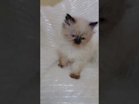 ヒマラヤン シールポイントの男の子♪