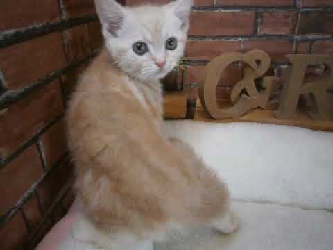 623982 アメリカンショートヘアー