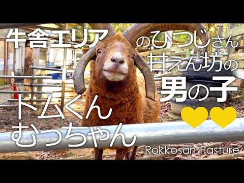 牛舎ひつじ甘えん坊の男の子トム＆むっちゃん【六甲山牧場】撫で撫でを独占したいひつじたち❤❤