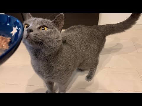 猫のASMR🍽【シャルトリュー】