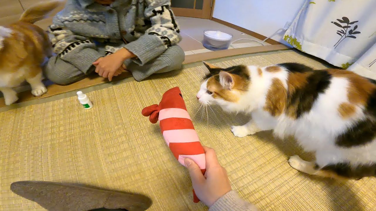 生まれて初めてまたたびを使ってみたら一番喜んだのはこの人【ノルウェージャンフォレストキャット】